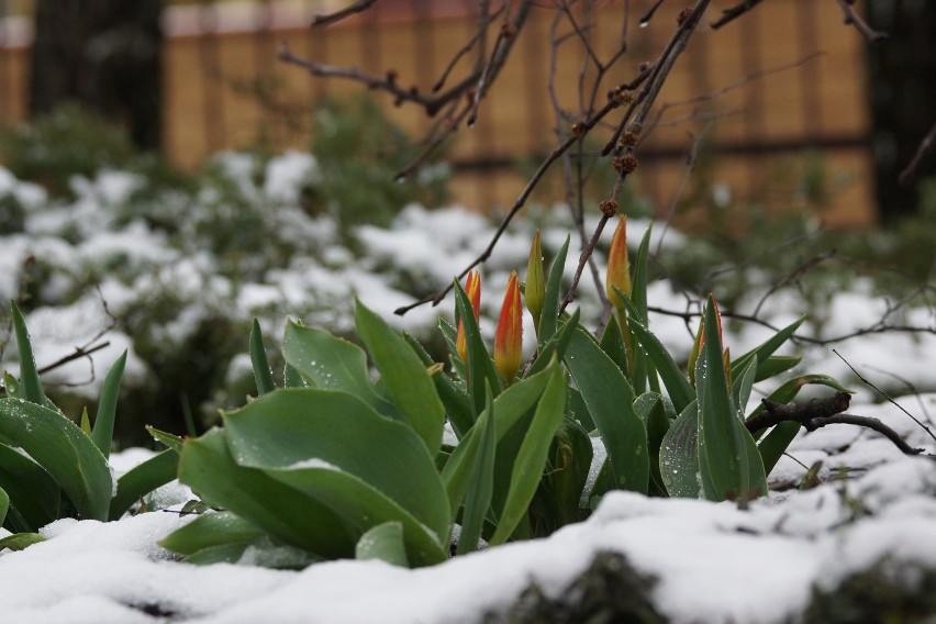 Wczesne tulipany botaniczne potrafią wyprzedzić zimę......