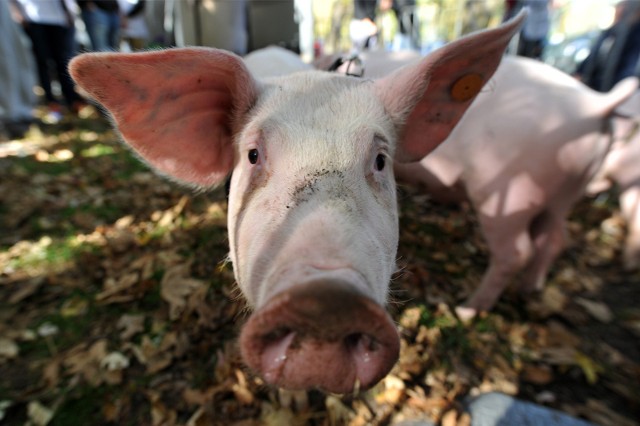 Gospodarstwa, w których są utrzymywane świnie będą musiały posiadać pisemny plan bioasekuracji