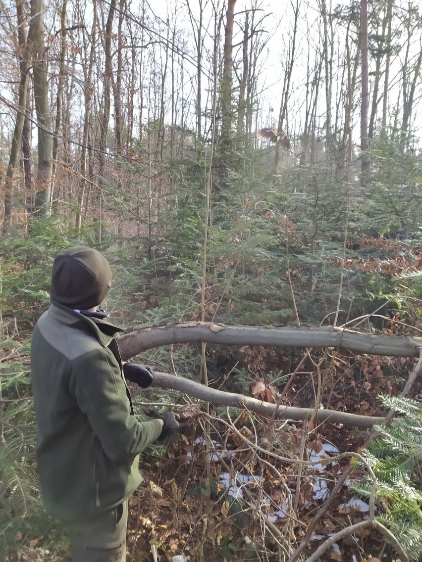 Leśnicy z Radomia już dwa razy uratowali sowy, które zagnieźdżały się w kominie domu