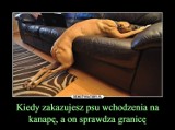 Psiaki na wesoło. Oto NAJLEPSZE MEMY o psach. Ukochane zwierzaki są wdzięcznym tematem do żartów. Ale beka!