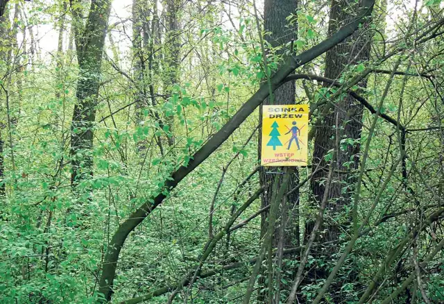 O prowadzonej wycince drzew w Zwierzyńcu informuje tabliczka na jednym z drzew, którego jeszcze nie usunięto.
