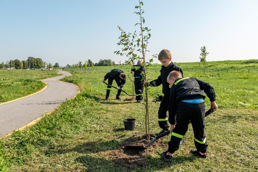 Brzegi – Wieliczka. W Kampusie Miłosierdzia zasadzono 80 drzew pokoju [ZDJĘCIA]