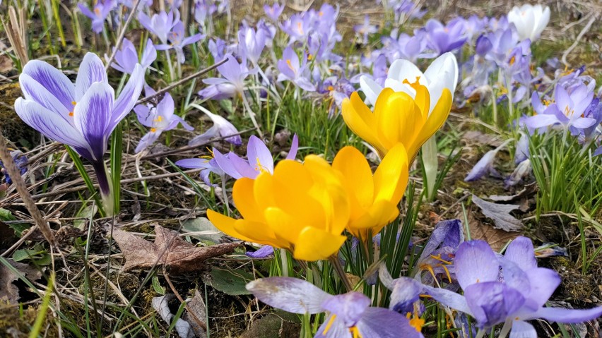 Wiosenne kwiaty na terenie ogrodów działkowych zwiastują...