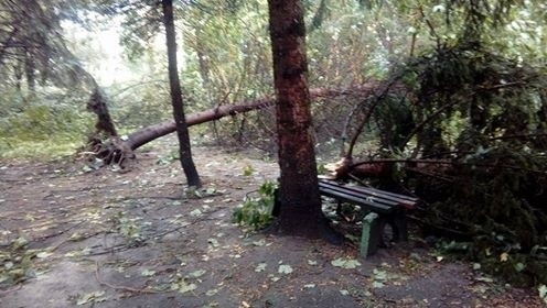 Burza w Łodzi. Nawałnica nad Łodzią. Powalone drzewa, gałęzie na drogach, zalane ulice [ZDJĘCIA]