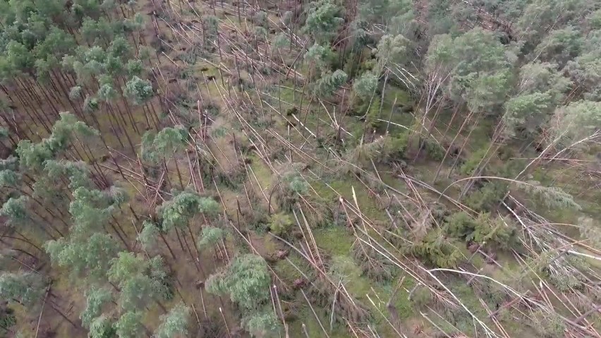 Tragedia w powiecie chojnickim. Ogromne zniszczenia w lasach. Wideo z drona 