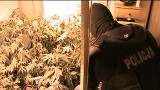 Nielegalna plantacja marihuany w Gdańsku. Kryminalni zabezpieczyli 60 krzaków konopi [WIDEO]