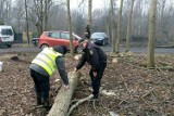 Ruda Śląska: Urzędnicy sprawdzą, czy drzewa wycinane są legalnie