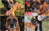 Najstarszy pies we wrocławskim schronisku znalazł nowy dom. Ajax nie miał łatwego życia [ZDJĘCIA]