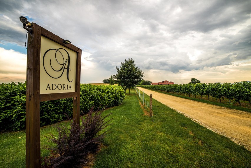 Winnica Adoria to jedna z najstarszych winnic na Dolnym...