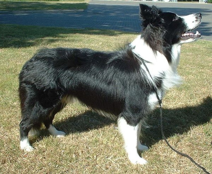 Border collie - niezwykle inteligentny i żywiołowy pies,...