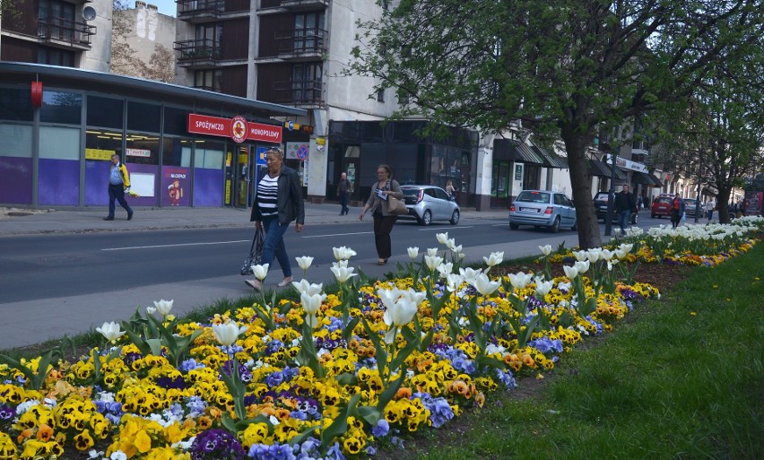 Wkrótce rozkwitną miejskie rabaty i kwietniki. Zobacz, gdzie trafią nowe wiosenne kwietniki [zdjęcia]