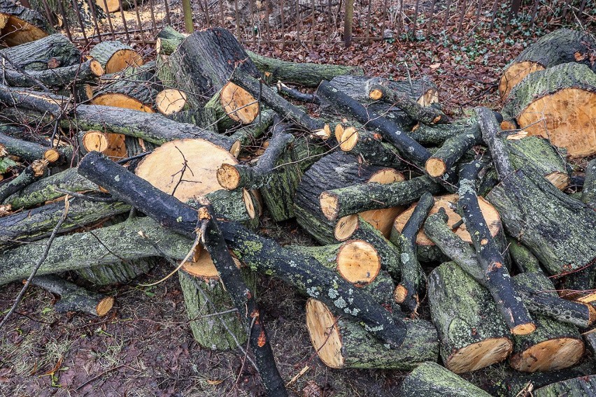 Stuletnie drzewa w parku przy alei Zwycięstwa w Gdańsku wycięte. Sprawa trafiła do prokuratury, a prezydent powoła specjalny komitet