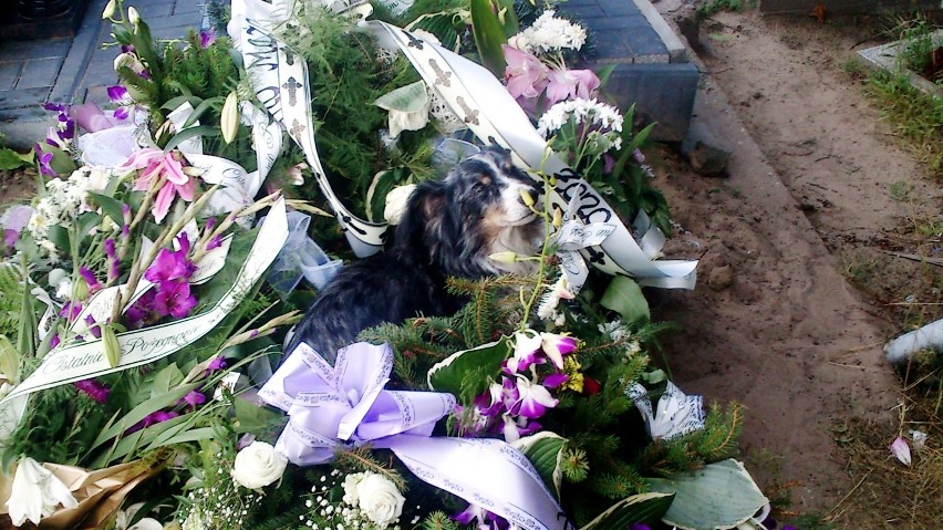 Pies czekał przy grobie swojego pana? Niesamowita historia z gdańskiego cmentarza 