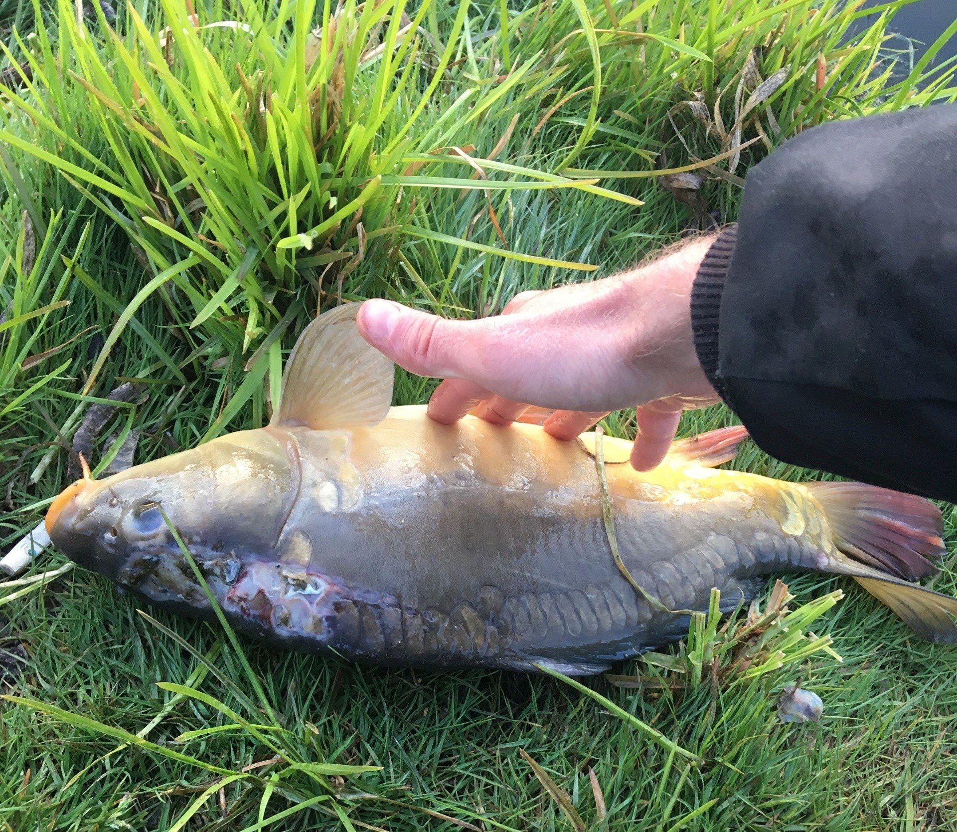 To Nie Katastrofalna Choroba Ryb Karpie W Starorzeczu Sanu Odzyskaja Zdrowie Echo Dnia Podkarpackie