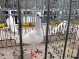 Wystawa gołębi rasowych i drobnego inwentarza w Starachowicach. Zobacz zdjęcia