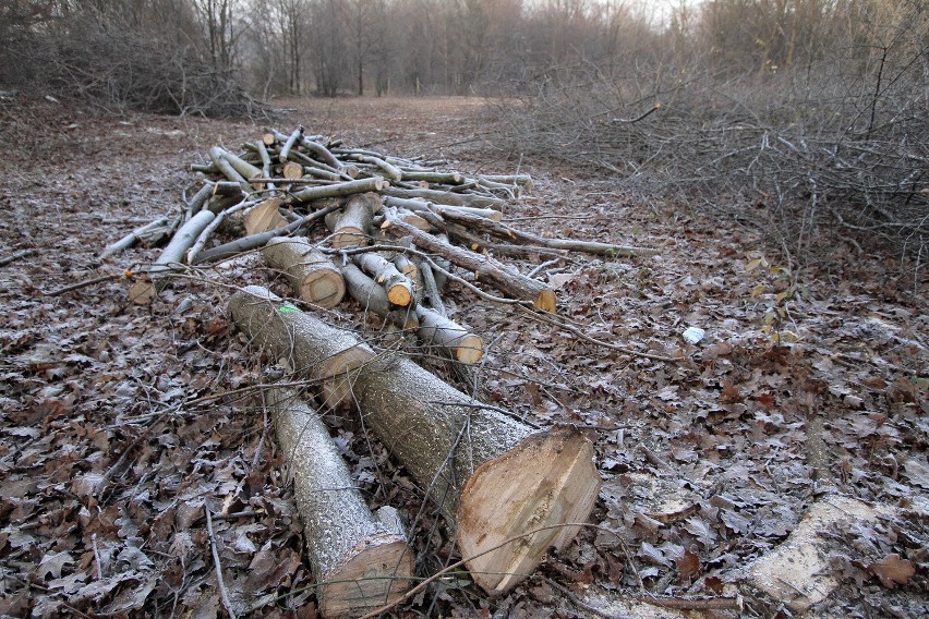 W okolicach Lasku Borkowskiego wykarczowano setki drzew....