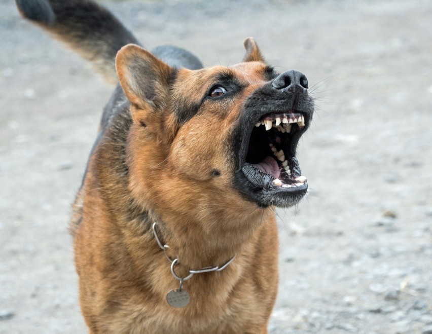 Psy pogryzły biegacza w Łagiewnikach. Policja ustaliła właścicieli agresywnych zwierząt. Informacje 6.02.2020