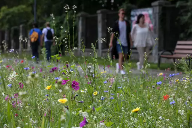 Mnóstwo kolorowych kwiatów ubarwiło różne zakątki miasta. Łąki kwietne oprócz podziwu budzą jednak  także... obawy