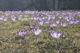 Zakopane utonęło w krokusach. Sprawdź do kiedy podziwiać krokusy w Zakopanem [ZDJĘCIA]