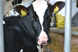 Jest szansa na umarzanie kar za nadprodukcję mleka