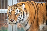 Tygrysy z poznańskiego zoo już w ośrodku w Hiszpanii. "Dwie samice napędziły nam strachu"