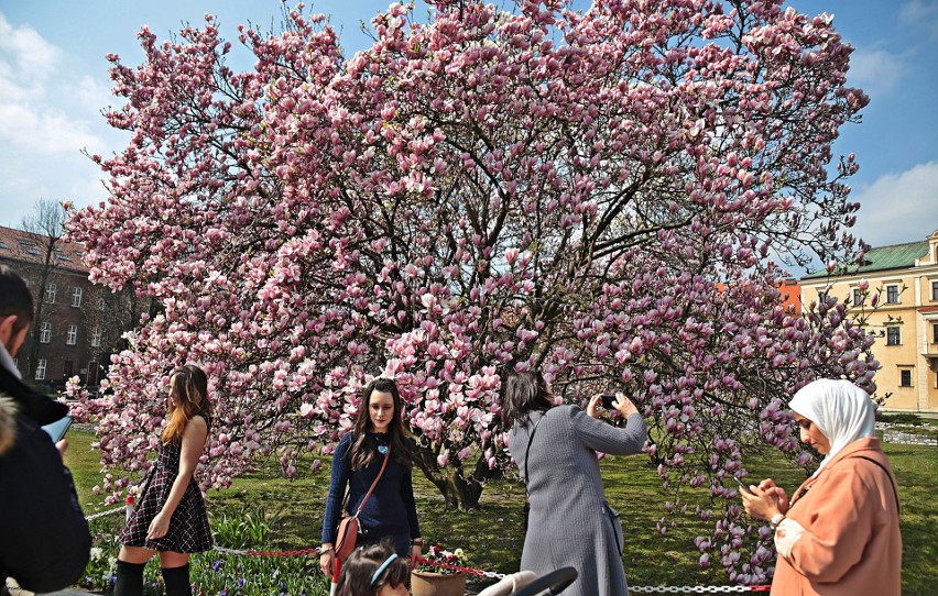 Wawel jak z bajki. Kwitnące magnolie [ZDJĘCIA]