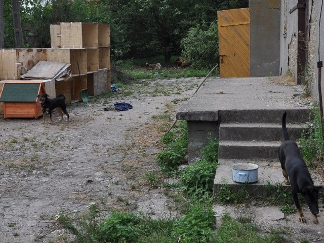 Bezpańskie psy z Sandomierza trafiają do przytuliska znajdującego się przy ulicy Wiśniowej.
