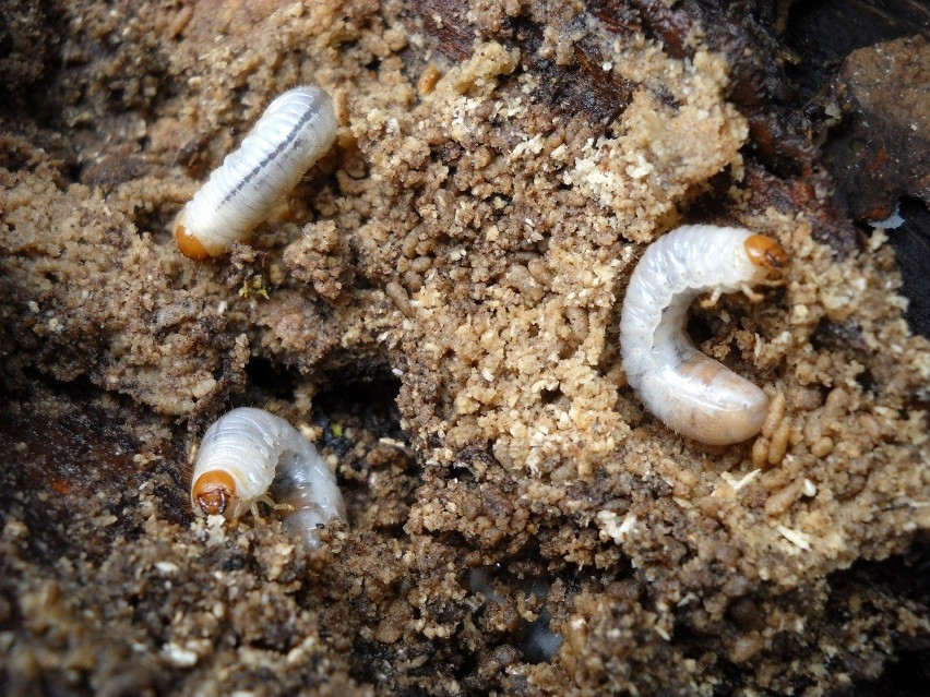 Pędraki to larwy chrząszczy majowych. Żyją w ziemi i żywią...
