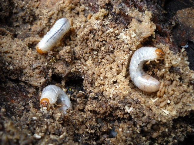 Pędraki to larwy chrząszczy majowych. Żyją w ziemi i żywią się podziemnymi częściami roślin, skutecznie je niszcząc.