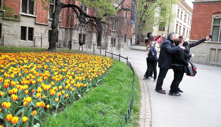 Zakwitły tulipany pod Uniwersytetem Jagiellońskim [ZDJĘCIA]