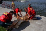 Młodzi ratownicy w akcji. Pokazali, jak ratować topielca na poznańskiej Malcie [ZDJĘCIA, WIDEO]