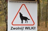 Biegacze, uważajcie na wilki! W okolicach Łęknicy i Potoku jest ich zatrzęsienie