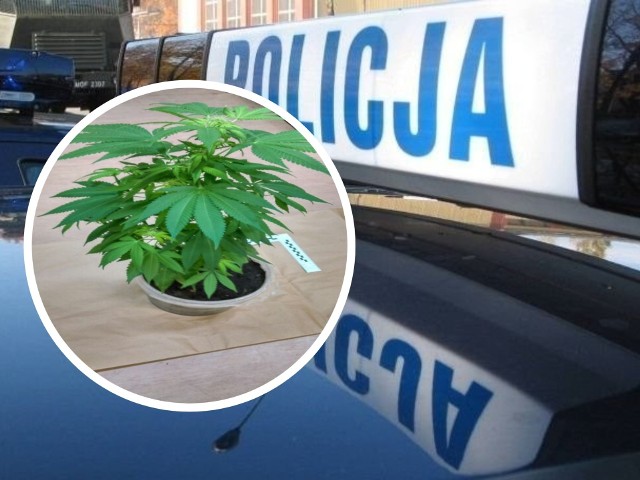 W domu 21-latka policjanci z Grudziądza zabezpieczyli doniczkę w której rosła konopia indyjska