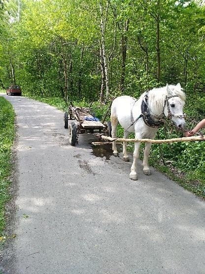 Pijany woźnica spał na wozie na drodze. Sprawa niefrasobliwego 61-latka trafi do sądu [ZDJĘCIA]