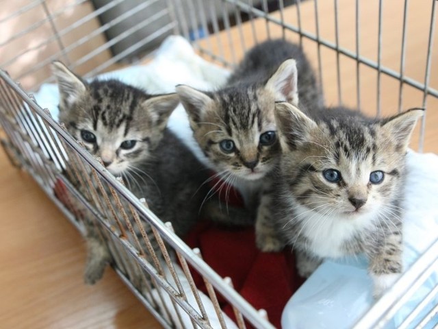 Trzy porzucone kociaki, które uniknęły śmierci, czekają teraz na nowy dom. 