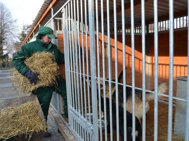 dba, aby w psich budach była słoma.