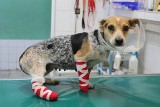 Natka - pies, który stracił dwie łapki w wypadku szuka nowego domu [ZDJĘCIA, WIDEO]