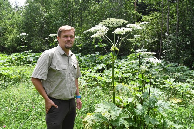 Paweł Kosin z Nadleśnictwa Daleszyce pokazuje jedno z niebezpiecznych miejsc. Barszcz Sosnowskiego w Niwach Daleszyckich osiągnął ogromne rozmiary.