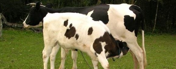Producenci mleka nie chcą podpisywać nowych umów z Mlekovitą