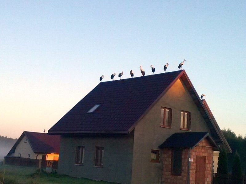 Bociany zebrały się nawet na dachu domu