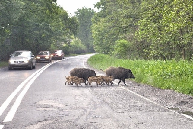 Dziki buszują po drogach i zapuszczają się na osiedla. Jeden niedawno zaatakował dziecko na placu zabaw.