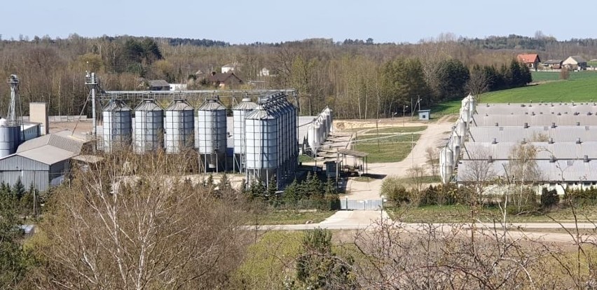 Aby na własne oczy przekonać się, co dzieje się w chlewni,...