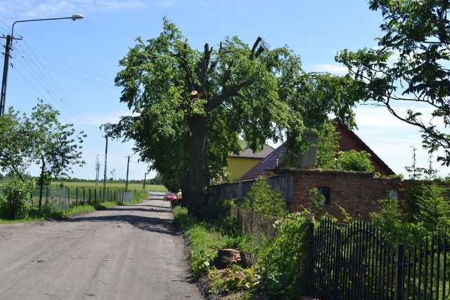 Te drzewa - lipy są najlepsze dla pszczół.