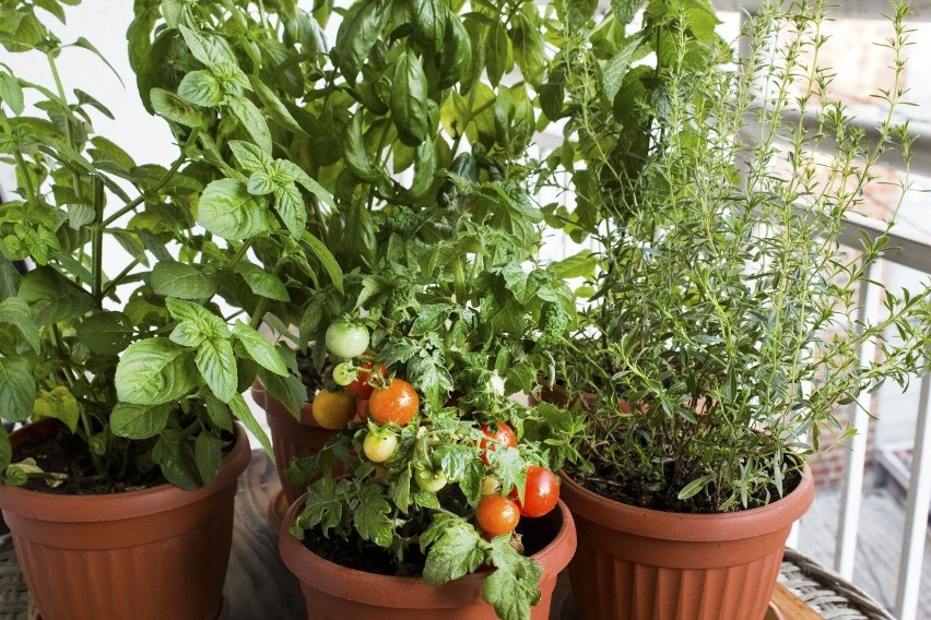 Pomidory można z powodzeniem uprawiać na balkonach....