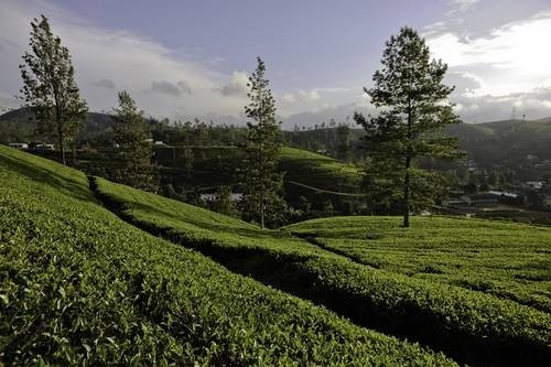 Plantacja herbaty Dilmah