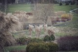 Ogród botaniczny w Mikołowie świetnym miejscem na spacer nawet zimą. Zobacz zdjęcia z tego pięknego miejsca!