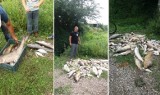 Po masowym zatruciu ryb w gminie Obrazów. Inspektorzy weszli do zakładów "Owoc Sandomierski" 
