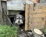 Mieszkaniec Janowa w gminie Tczów został skazany za znęcanie się nad psami. To kolejny wyrok dla oprawcy w ostatnich miesiącach