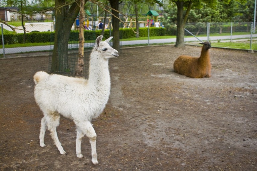 Od początku roku liczba zwiedzających zoo przekroczyła już...