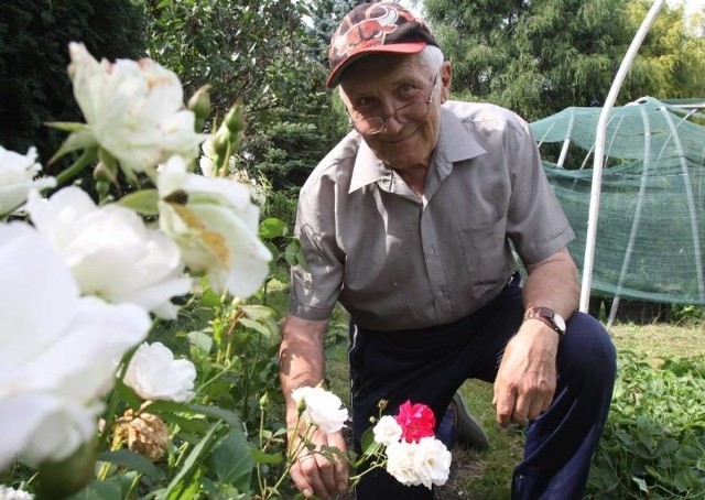 Gdyby każdy róże pielęgnował jak Ronald Winkler z Ornontowic, to wszystkie byłyby długowieczne